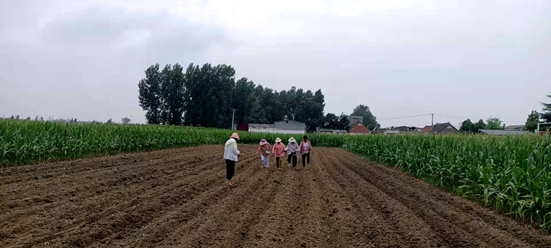 曹镇乡全力推进受灾农田再播 改种工作2.jpg